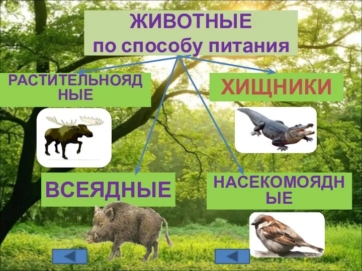 ЖИВОТНЫЕ по способу питания РАСТИТЕЛЬНОЯДНЫЕ ХИЩНИКИ ВСЕЯДНЫЕ НАСЕКОМОЯДНЫЕ