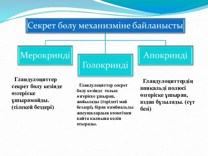 Гландулоциттер секрет бөлу кезінде өзгеріске ұшырамайды. (сілекей бездері) Гландулоциттердің апикальді