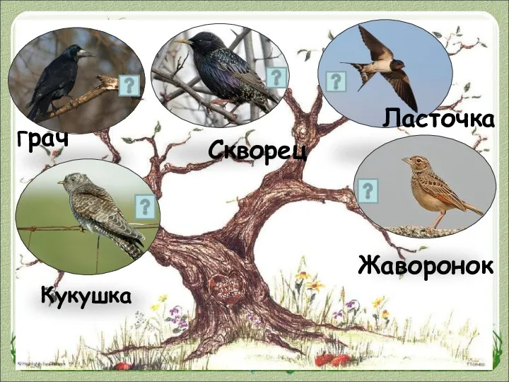 Грач Кукушка Скворец Ласточка Жаворонок