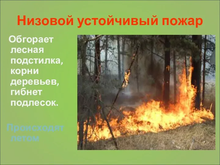 Низовой устойчивый пожар Обгорает лесная подстилка, корни деревьев, гибнет подлесок. Происходят летом