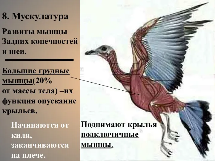 Большие грудные мышцы(20% от массы тела) –их функция опускание крыльев.