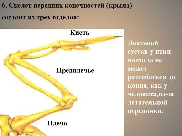 6. Скелет передних конечностей (крыла) состоит из трех отделов: Плечо