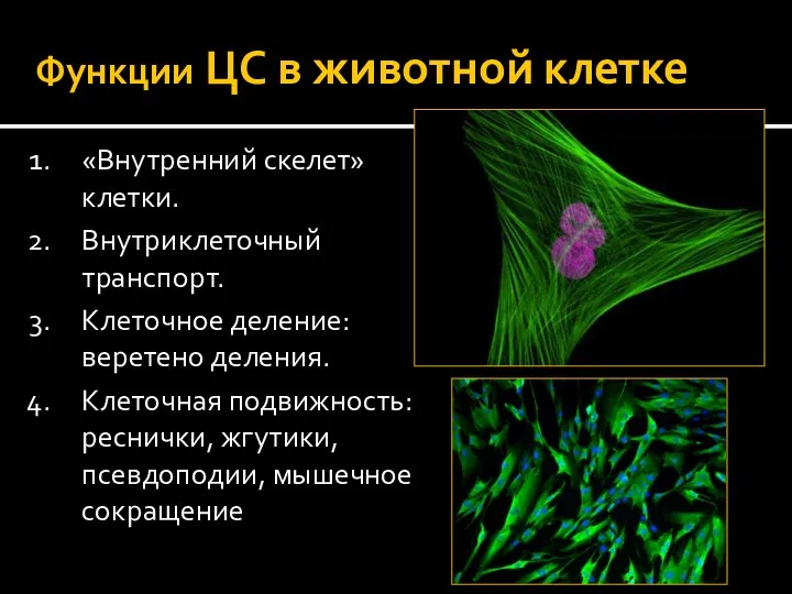 Функции ЦС в животной клетке «Внутренний скелет» клетки. Внутриклеточный транспорт.
