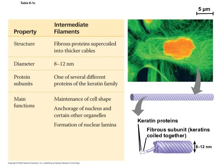 Table 6-1c 5 µm Keratin proteins Fibrous subunit (keratins coiled together) 8–12 nm