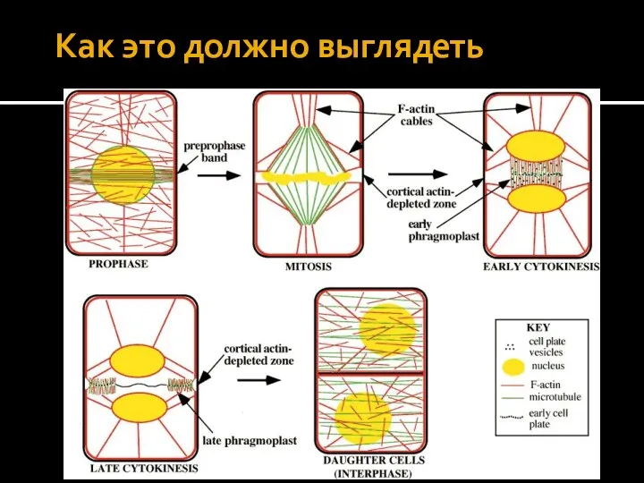 Как это должно выглядеть