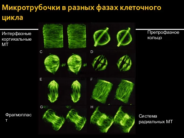 Микротрубочки в разных фазах клеточного цикла Интерфазные кортикальные МТ Препрофазное