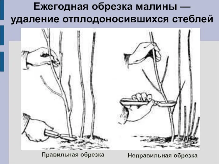 Ежегодная обрезка малины — удаление отплодоносившихся стеблей Правильная обрезка Неправильная обрезка