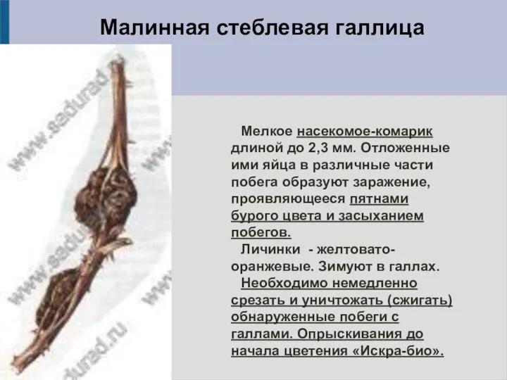 Малинная стеблевая галлица Мелкое насекомое-комарик длиной до 2,3 мм. Отложенные