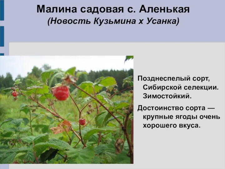 Позднеспелый сорт, Сибирской селекции. Зимостойкий. Достоинство сорта — крупные ягоды