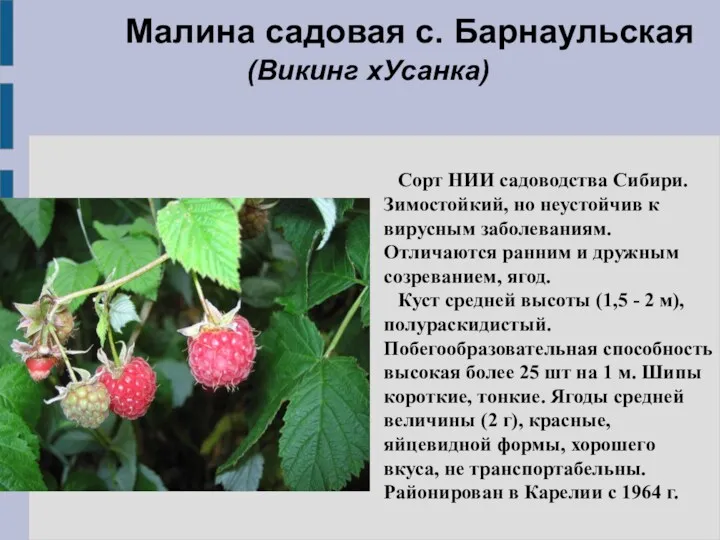 Малина садовая с. Барнаульская (Викинг хУсанка) Сорт НИИ садоводства Сибири.