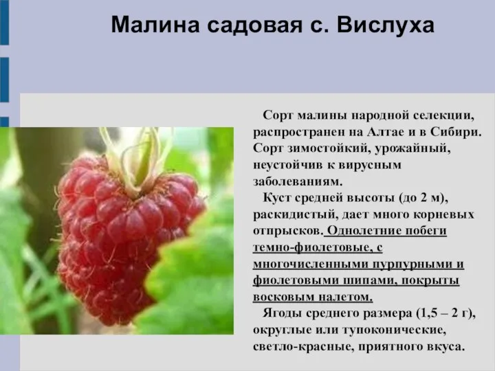 Сорт малины народной селекции, распространен на Алтае и в Сибири.