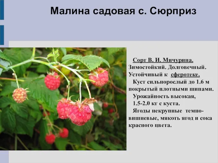 Малина садовая с. Сюрприз Сорт В. И. Мичурина. Зимостойкий. Долговечный.