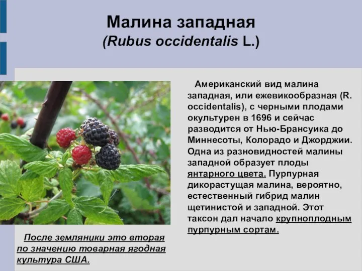 Малина западная (Rubus occidentalis L.) Американский вид малина западная, или