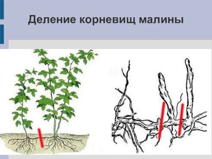 Деление корневищ малины