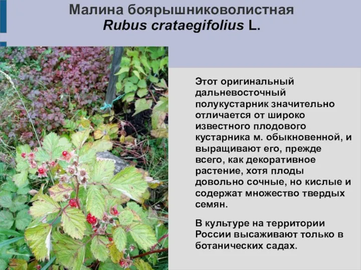 Малина боярышниковолистная Rubus crataegifolius L. Этот оригинальный дальневосточный полукустарник значительно