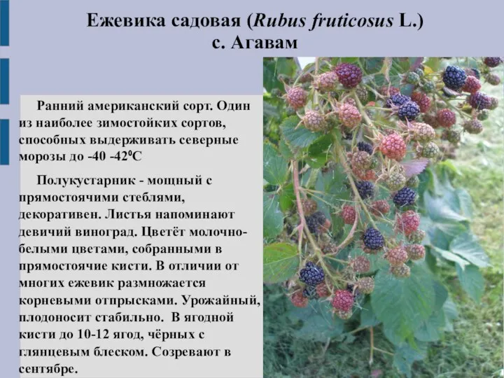 Ежевика садовая (Rubus fruticosus L.) с. Агавам Ранний американский сорт.