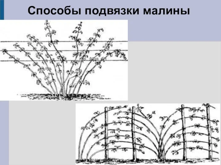 Способы подвязки малины