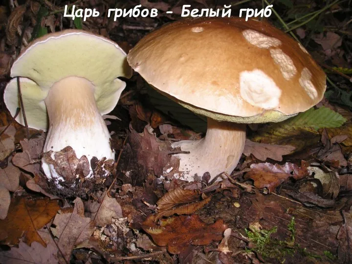 Царь грибов - Белый гриб