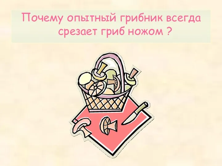 Почему опытный грибник всегда срезает гриб ножом ?