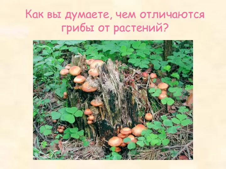 Как вы думаете, чем отличаются грибы от растений?