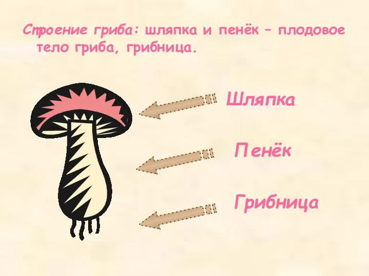 Строение гриба: шляпка и пенёк – плодовое тело гриба, грибница. Шляпка Пенёк Грибница