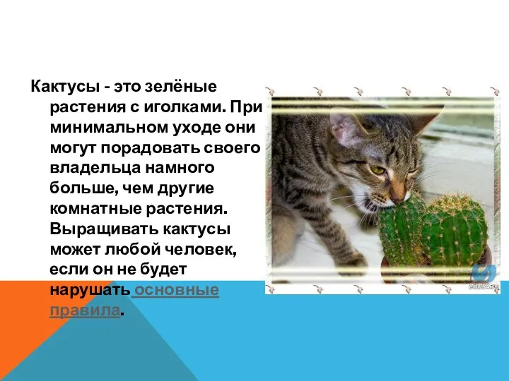 Кактусы - это зелёные растения с иголками. При минимальном уходе они могут порадовать