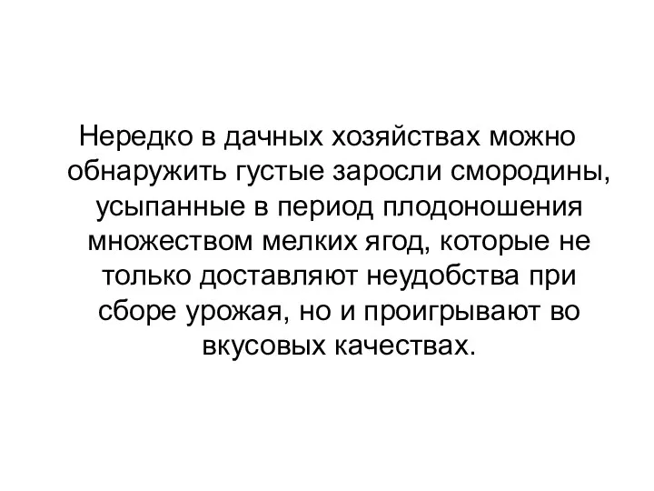 Нередко в дачных хозяйствах можно обнаружить густые заросли смородины, усыпанные