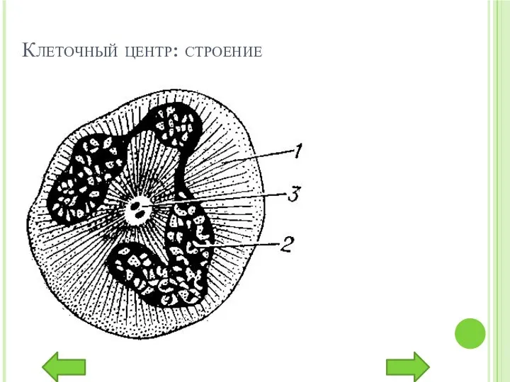 Клеточный центр: строение 1 — цитоплазма; 2 — ядро; 3 — клеточный центр.