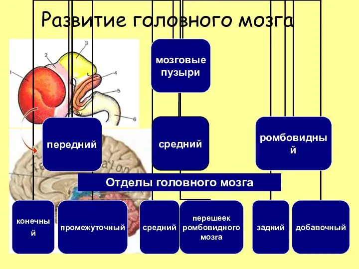 Развитие головного мозга Отделы головного мозга