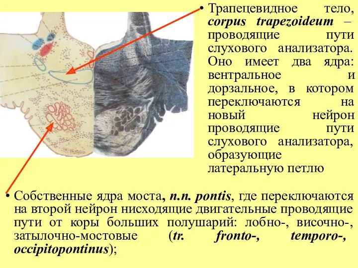 Трапецевидное тело, corpus trapezoideum – проводящие пути слухового анализатора. Оно