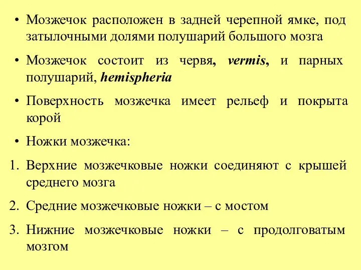 Мозжечок расположен в задней черепной ямке, под затылочными долями полушарий