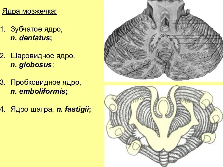 Ядра мозжечка: Зубчатое ядро, n. dentatus; Шаровидное ядро, n. globosus;