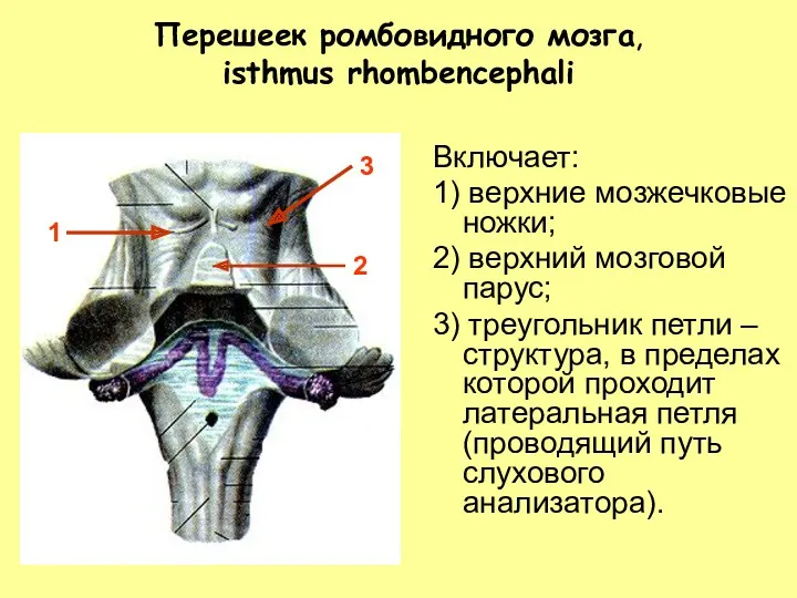 Перешеек ромбовидного мозга, isthmus rhombencephali Включает: 1) верхние мозжечковые ножки;