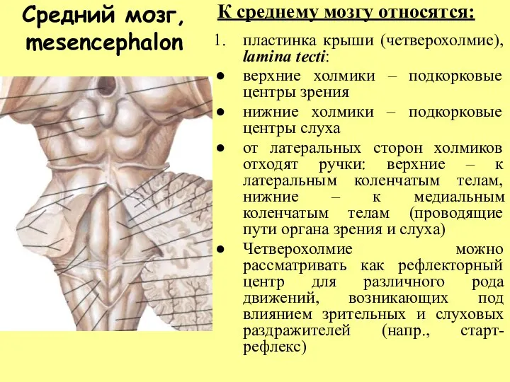 Средний мозг, mesencephalon К среднему мозгу относятся: пластинка крыши (четверохолмие),