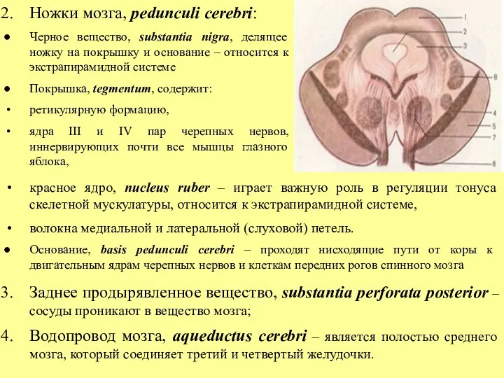 Ножки мозга, pedunculi cerebri: Черное вещество, substantia nigra, делящее ножку