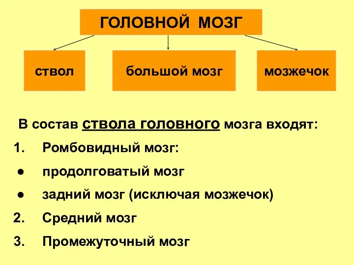 В состав ствола головного мозга входят: Ромбовидный мозг: продолговатый мозг