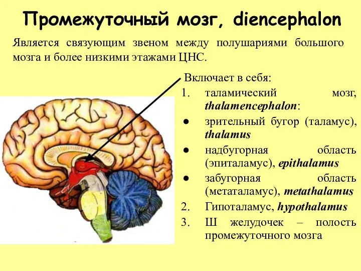Промежуточный мозг, diencephalon Включает в себя: таламический мозг, thalamencephalon: зрительный