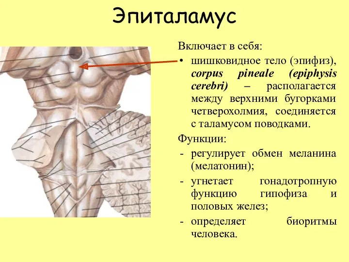 Эпиталамус Включает в себя: шишковидное тело (эпифиз), corpus pineale (epiphysis