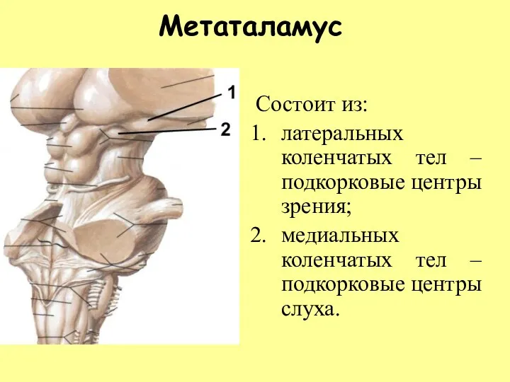 Метаталамус Состоит из: латеральных коленчатых тел – подкорковые центры зрения;