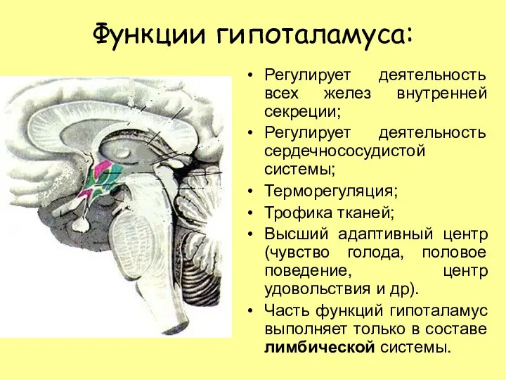 Функции гипоталамуса: Регулирует деятельность всех желез внутренней секреции; Регулирует деятельность