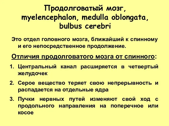 Продолговатый мозг, myelencephalon, medulla oblongata, bulbus cerebri Это отдел головного