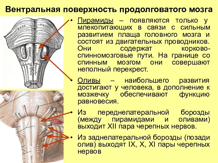 Вентральная поверхность продолговатого мозга Пирамиды – появляются только у млекопитающих