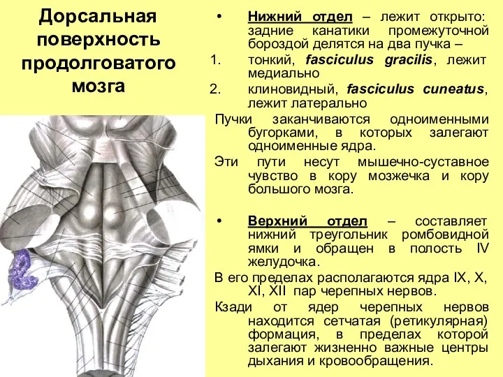 Дорсальная поверхность продолговатого мозга Нижний отдел – лежит открыто: задние