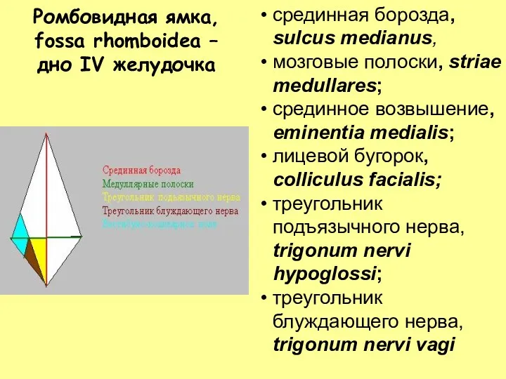 Ромбовидная ямка, fossa rhomboidea – дно IV желудочка срединная борозда,