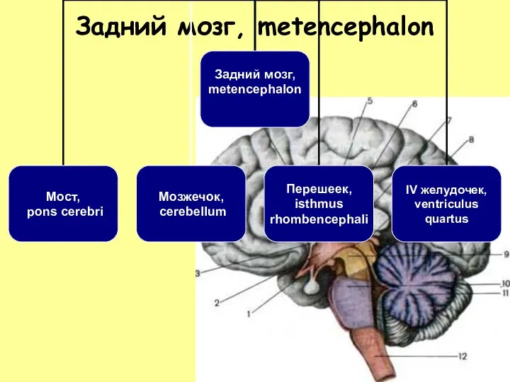 Задний мозг, metencephalon