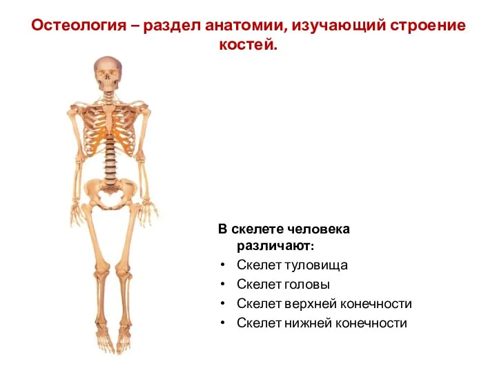 Остеология – раздел анатомии, изучающий строение костей. В скелете человека