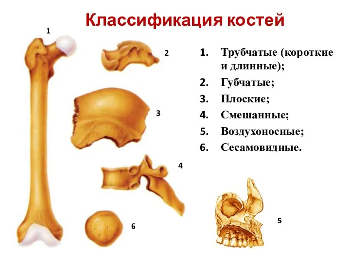 Классификация костей Трубчатые (короткие и длинные); Губчатые; Плоские; Смешанные; Воздухоносные;