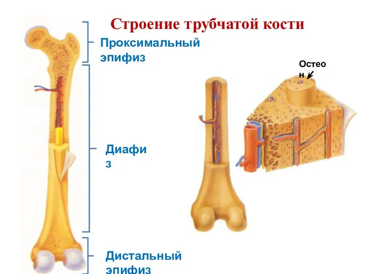 Строение трубчатой кости Проксимальный эпифиз Дистальный эпифиз Диафиз Остеон