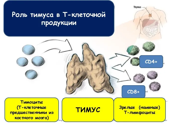 Роль тимуса в Т-клеточной продукции Тимоциты (Т-клеточные предшественники из костного