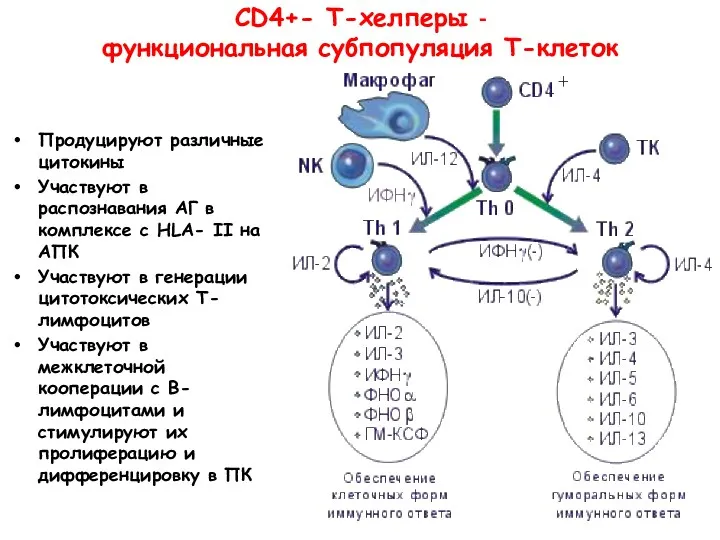 СD4+- Т-хелперы - функциональная субпопуляция Т-клеток Продуцируют различные цитокины Участвуют